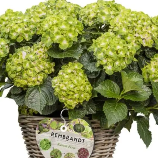 Hydrangea macrophylla Rembrandt Vibrant Verde Pot C5L ** Hortensia **