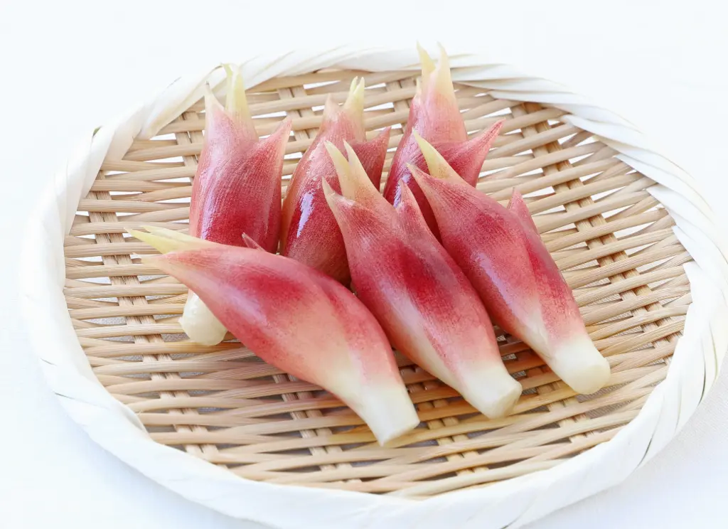 Zingiber mioga Gingembre Japonais Pot C4Litres