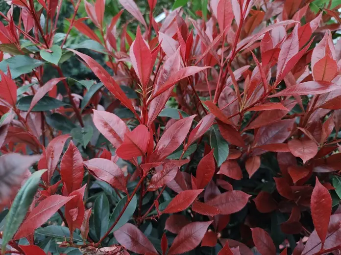 Photinia fraseri Carré rouge 40 60 Pot C3/P19 cm ** Plus compact, moins de taille ** 