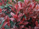 Photinia fraseri Carré rouge 40 60 Pot C3/P19 cm ** Plus compact, moins de taille ** 