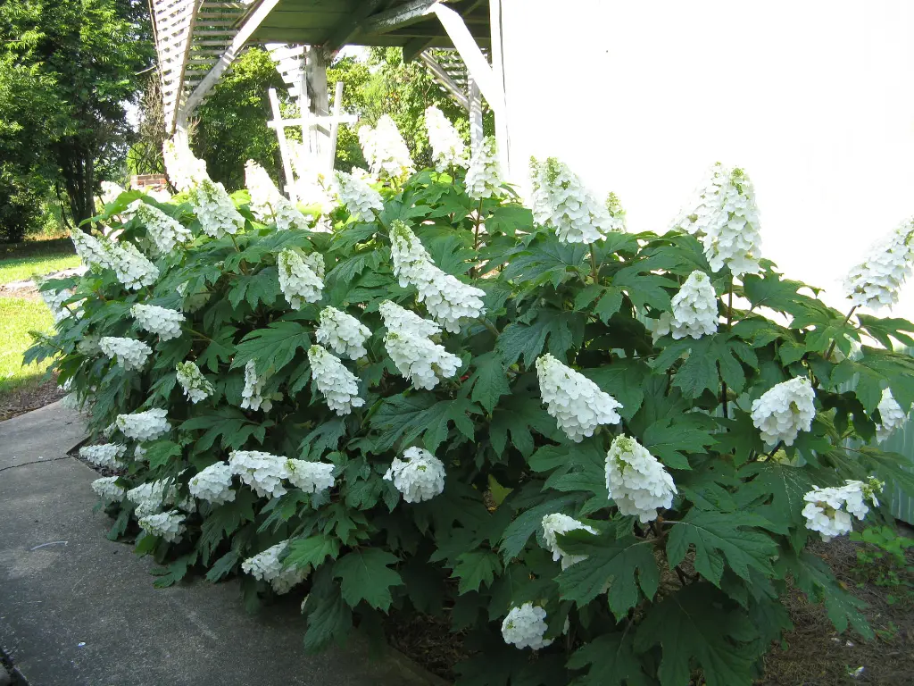 Hydrangea quercifolia Gatsby Girl Pot C10Litres ** Hortensia à feuilles de chêne **
