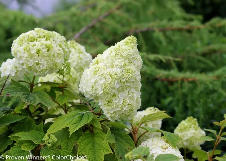 Hydrangea quercifolia Gatsby Moon Pot C3L **Original ** 