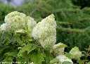 Hydrangea quercifolia Gatsby Moon Pot C3L **Original ** 
