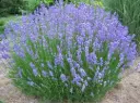 Lavandula intermedia Dutch Pot P9 cm
