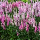 Veronica spicata Inspire Pink Pot P13 cm