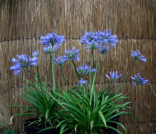 Agapanthus Pitchoune Blue P19 cm ** Agapanthe **