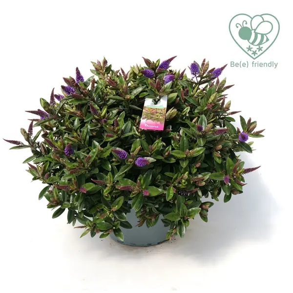 Hebe addenda Donna® P23 cm