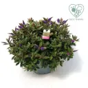 Hebe addenda Donna® P23 cm