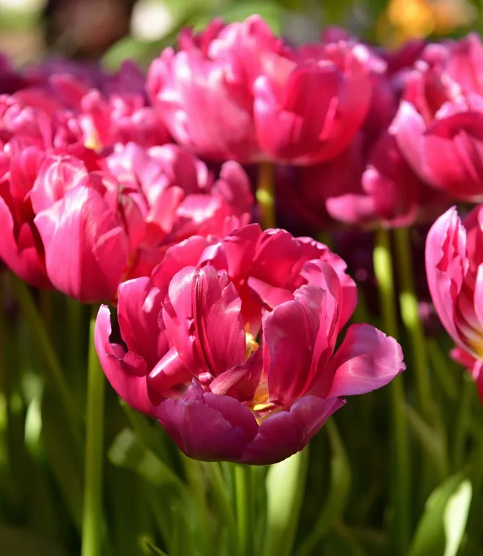 [0999356] Tulipe Royal Acres * 7 pc