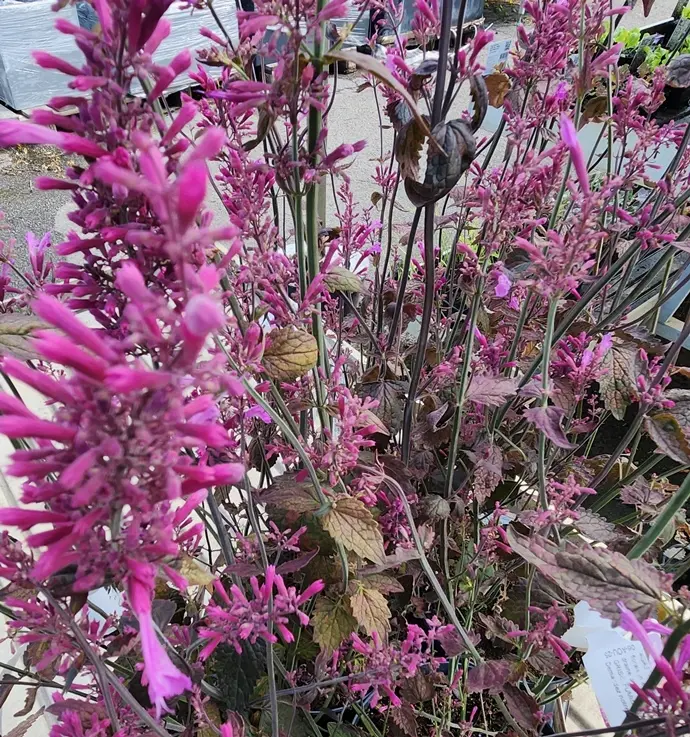 Agastache Beelicious Purple Pot P17 cm