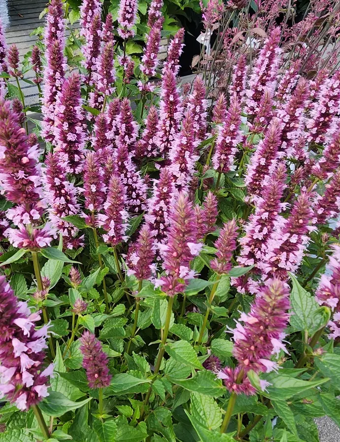Agastache Spicey Pot P17 cm