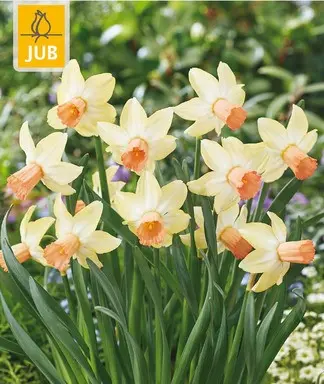 Narcisse Carice * 5 pc cal.12/14  ** Jonquille des bois - Botanique ** 