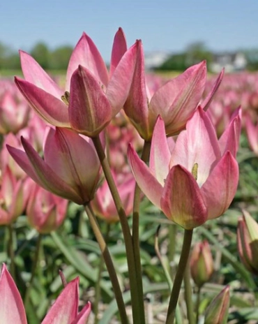 Tulipe Danique* 7 pc cal.6/+ ** Botanique ** 