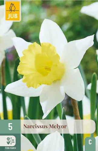 Narcisse Melyor * 5 pc cal.12/14
