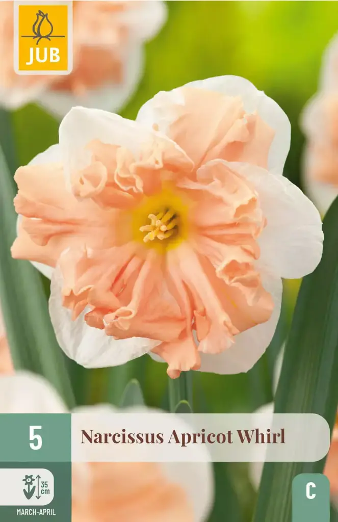 Narcisse Apricot Whirl  * 5 pc cal.12/14 