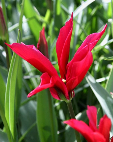 Tulipe Doll S Minuet * 7 pc cal.11/12