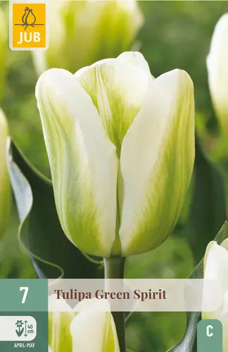 Tulipe Green Spirit * 7 pc cal.11/12 
