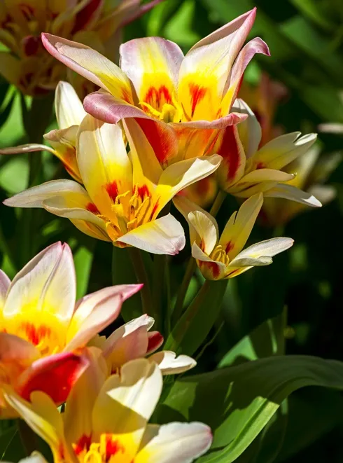 [0999399] Tulipe Floresta * 7 pc cal.11/12 ** New 2025 **