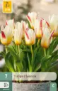 Tulipe Floresta * 7 pc cal.11/12 ** New 2025 **