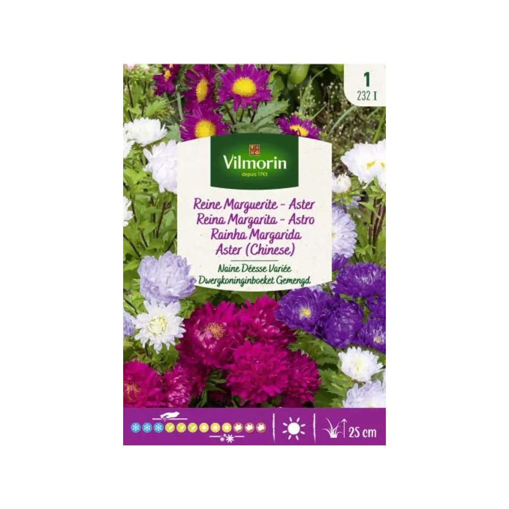 Reine Marguerite Naine Déesse Variée (Vilm) 