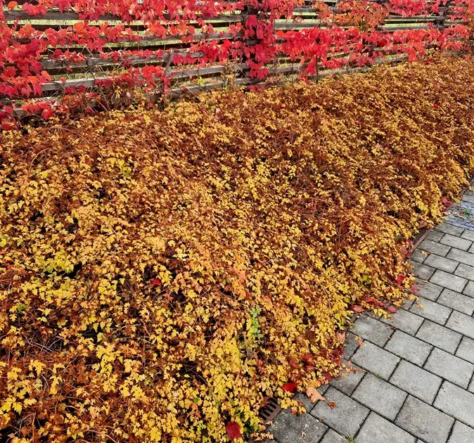 Stephanandra incisa Crispa Pot C1.5Litres - Excellent couvre-sol *** Remise à partir de 30 plantes **
