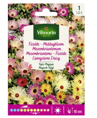 Ficoïde Tapis Magique (Vilm)