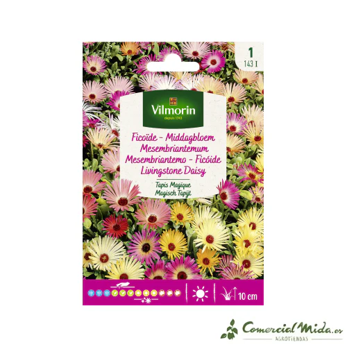 Ficoïde Tapis Magique (Vilm)