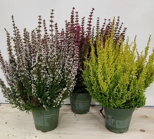 Erica gracilis Beauty Queen Mix Pot P12 Bruyère de Toussaint variées