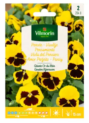 Pensée Géante Or Du Rhin (Vilm) 