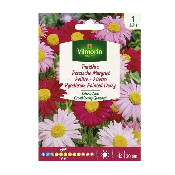 Pyrèthre Géant Varié (Vilm)