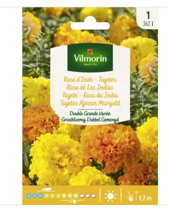 Rose D'Inde - Tagètes double géante Variée (Vilm)