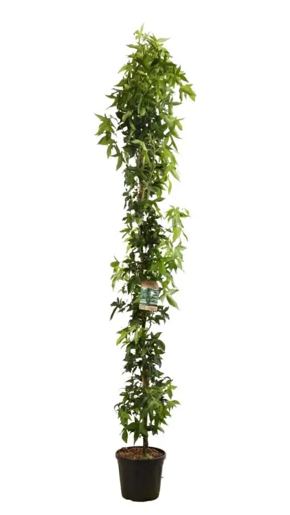 Liquidambar styraciflua Slender Silhouette Baliveau 350 400 Pot 30 Litres