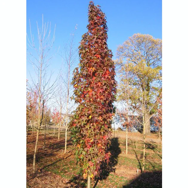 Liquidambar styraciflua Slender Silhouette Baliveau XXXL  400 500 cm Motte  * Copalme d 'Amérique en colonne*
