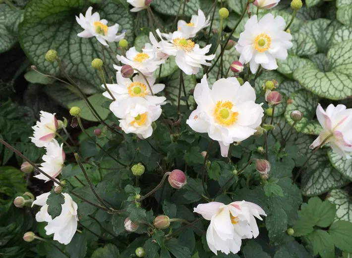 [0999559] Anemone Fantasy White Pot P19 cm
