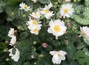Anemone Fantasy White Pot P19 cm