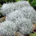 Calocephalus brownii P10-12 cm