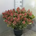 Skimmia jap Rubesta Pot P31 cm