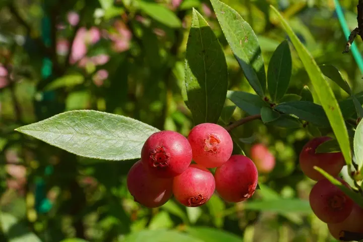 Vaccinium corymbosum Pink Berry Pot P18 ** Myrtillier mi-saison ** 