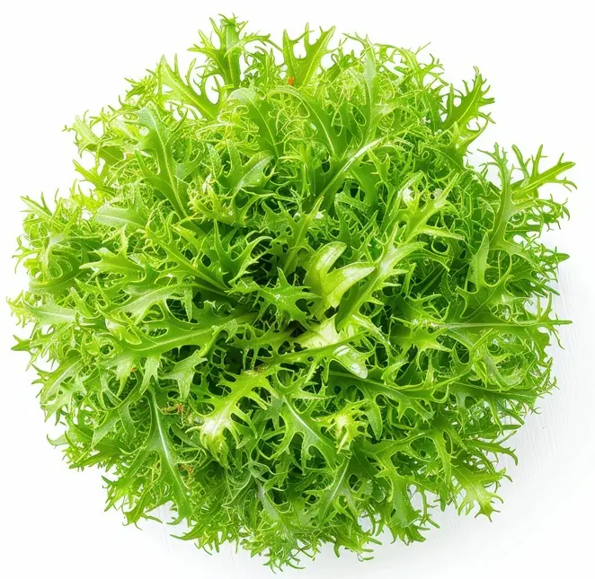 Barquette 6 scarole frisée fine maraichère- jeunes plants à repiquer 