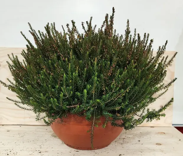 Erica darlyensis variées XXL Coupe D30 cm - Bruyère hiver