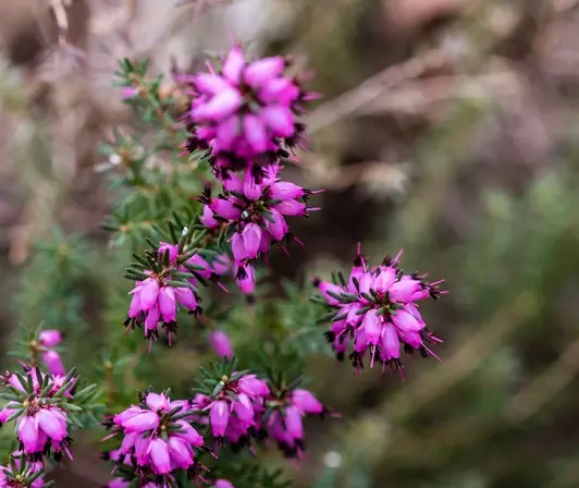 Erica darleyensis J.W. Porter XL Pot p17 -  Bruyère hiver rose pourpre