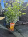 Acer palmatum Orange Lace 40 60 cm Pot P19