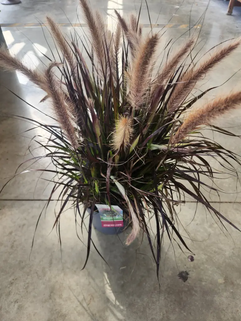 [0999638] Pennisetum alopecuroides Advena Tiny TailsPot P19