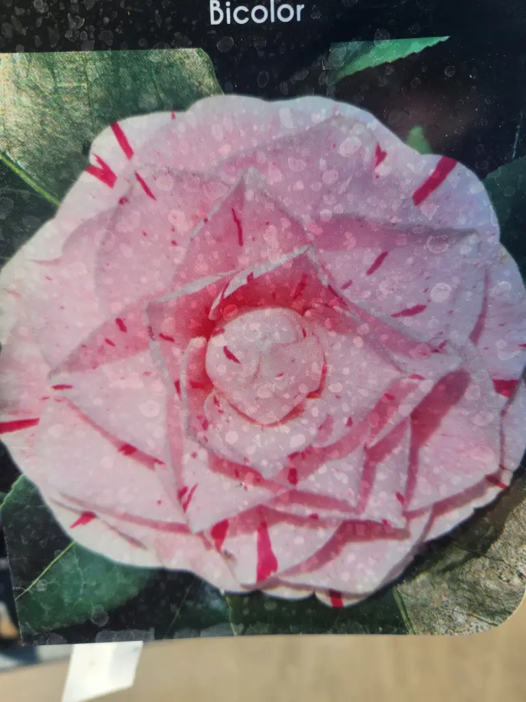 Camellia japonica Daikagura (bicolore) Pot 19