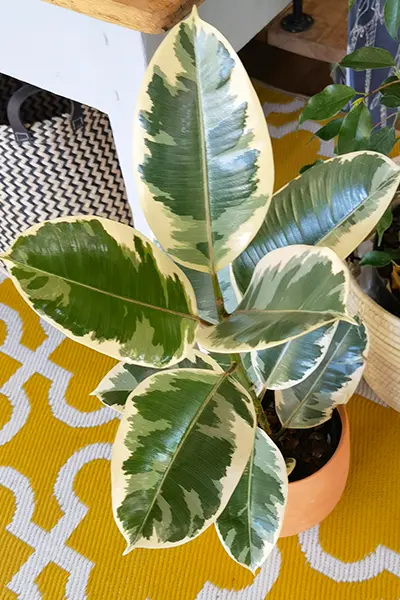 Ficus Elastica Tineke Pot