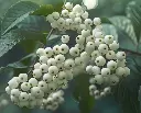 Callicarpa bodinieri Magical Snowqueen Pot 10Litres ** Baies surprenantes **