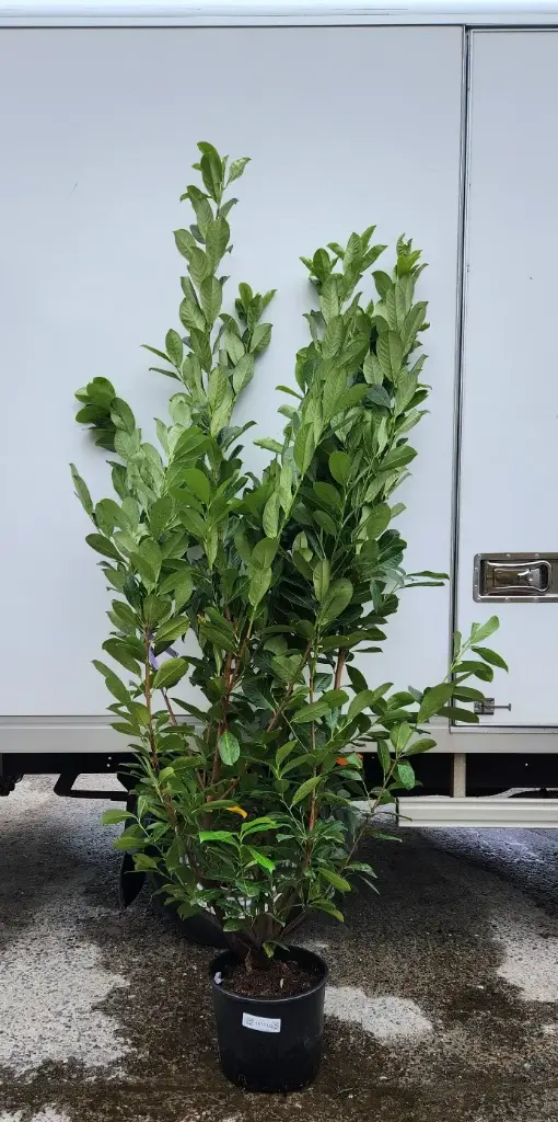 Prunus laur. Rotundifolia 175 200 FORT XTRA Pot *** Remise importante à partir de 10 plantes ** 