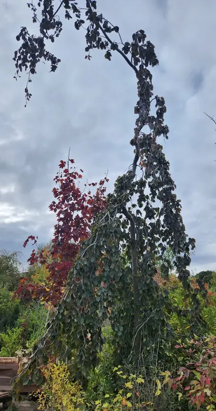 Fagus sylvatica Purpurea Pendula 600 800 cm Haute Tige 30 40 - Hêtre pourpre.** Pièce exceptionnelle ** 