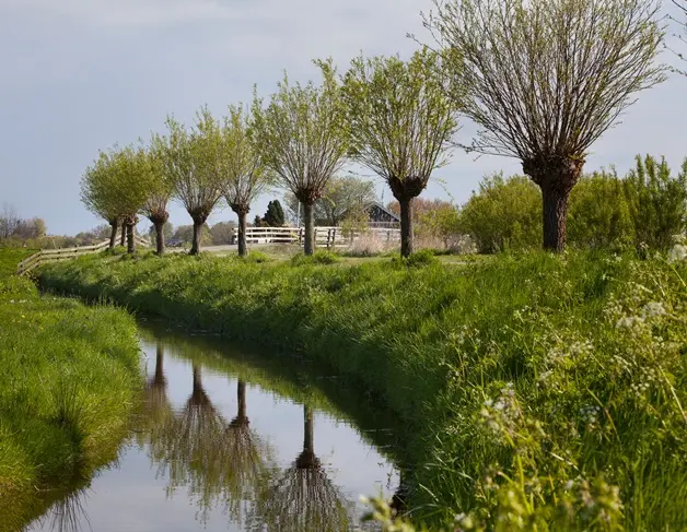 [0999652] Salix alba Liempde XTRA Fort 24 26 Haute Tige ** Saule têtard ** 