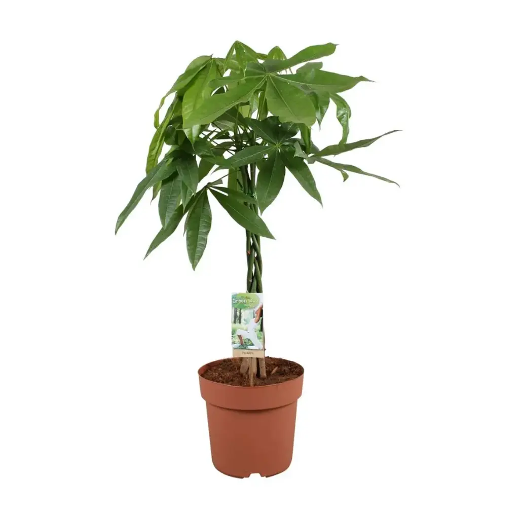 Pachira Aquatica Pot 21 cm